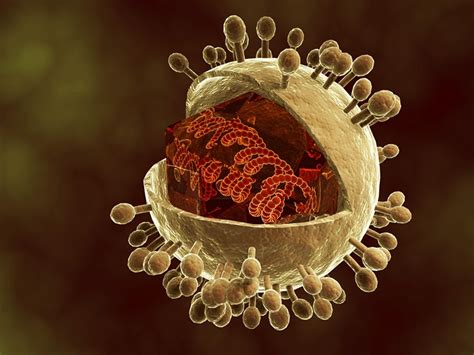 citomegalovirus o que é - o que é stalkear